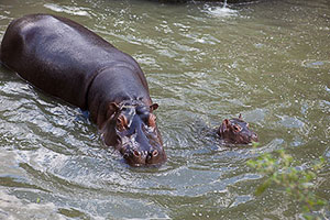 Hippos Up Close at the Prague Zoo